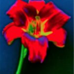 A digitally altered image of a vibrant red flower with a blurred effect, enhancing the colors of red, green, and blue against a dark background.